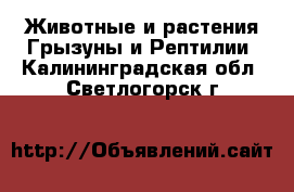 Животные и растения Грызуны и Рептилии. Калининградская обл.,Светлогорск г.